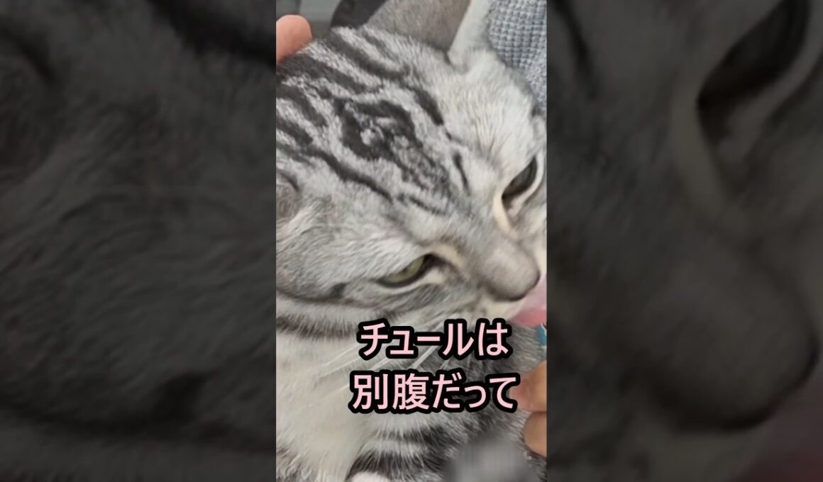 ｢#アメショ の男の子 キリアンの日常  チュールは別腹って伝えなきゃ｣#shorts #アメリカンショートヘアー  #cat  #猫  #ねこ #猫癒し #猫のいる暮らし