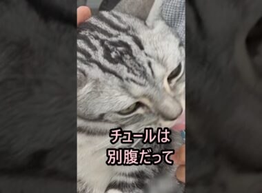 ｢#アメショ の男の子 キリアンの日常  チュールは別腹って伝えなきゃ｣#shorts #アメリカンショートヘアー  #cat  #猫  #ねこ #猫癒し #猫のいる暮らし