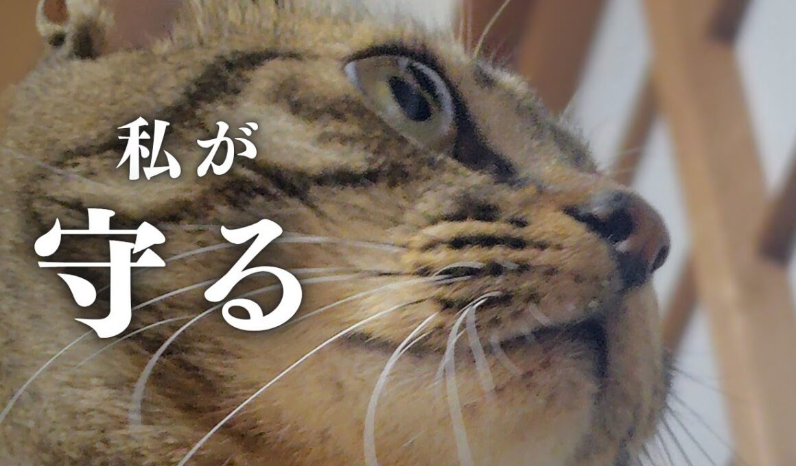 深夜の戦い！飼い主が絶叫！勇敢な猫が飼い主を守る！【Late-night battle! Owner screams! Brave cat protects owner!】