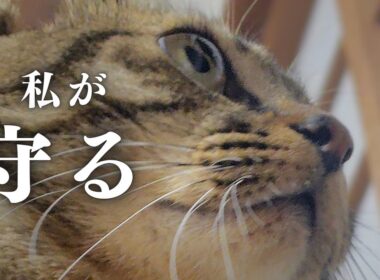深夜の戦い！飼い主が絶叫！勇敢な猫が飼い主を守る！【Late-night battle! Owner screams! Brave cat protects owner!】