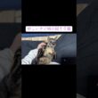 珍しいサビ柄の招き子猫があなたに幸運を招きます #cat  #猫  #ねこ  #保護猫 #cute #猫のいる暮らし #子猫 #shorts  #kitten  #こねこ