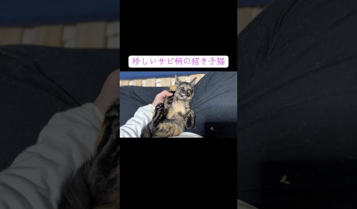 珍しいサビ柄の招き子猫があなたに幸運を招きます #cat  #猫  #ねこ  #保護猫 #cute #猫のいる暮らし #子猫 #shorts  #kitten  #こねこ