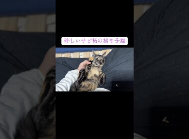 珍しいサビ柄の招き子猫があなたに幸運を招きます #cat  #猫  #ねこ  #保護猫 #cute #猫のいる暮らし #子猫 #shorts  #kitten  #こねこ
