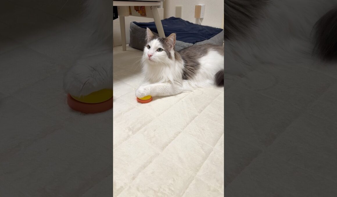 【大型猫】お座りしながらの呼び鈴🛎️　#ノルウェージャンフォレストキャット #call bell トレーニングベル