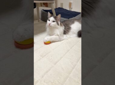 【大型猫】お座りしながらの呼び鈴🛎️　#ノルウェージャンフォレストキャット #call bell トレーニングベル