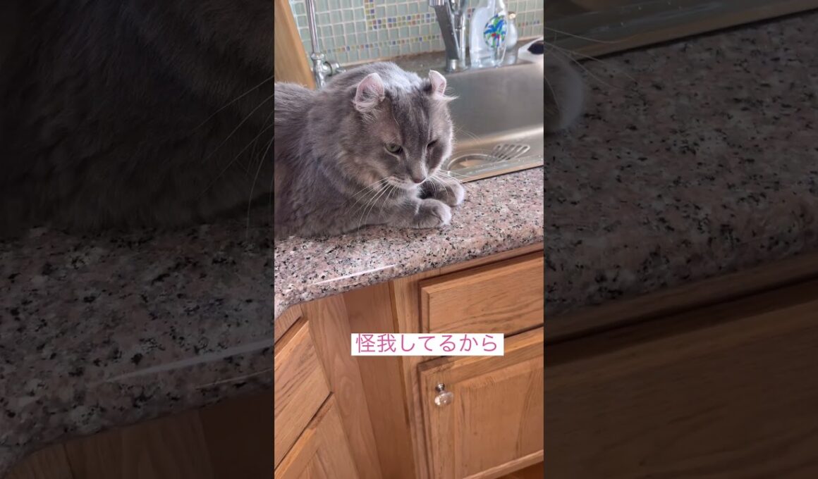 映さないで #ねこ動画 #アメリカンカール #cat