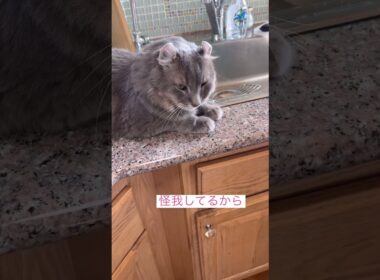 映さないで #ねこ動画 #アメリカンカール #cat