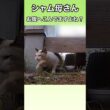 シャム母さんのお腹がへこんでいる。産んだ子猫は何処ですか？ #ネコ #地域猫#野良猫