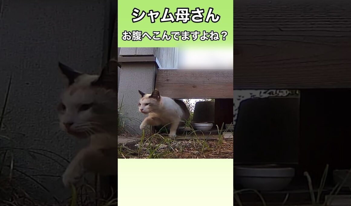 シャム母さんのお腹がへこんでいる。産んだ子猫は何処ですか？ #ネコ #地域猫#野良猫
