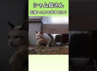 シャム母さんのお腹がへこんでいる。産んだ子猫は何処ですか？ #ネコ #地域猫#野良猫