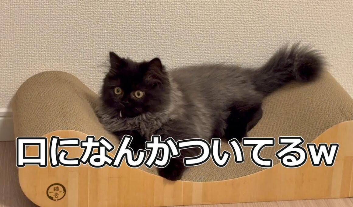 猫の様子がおかしい