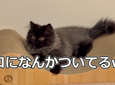 猫の様子がおかしい