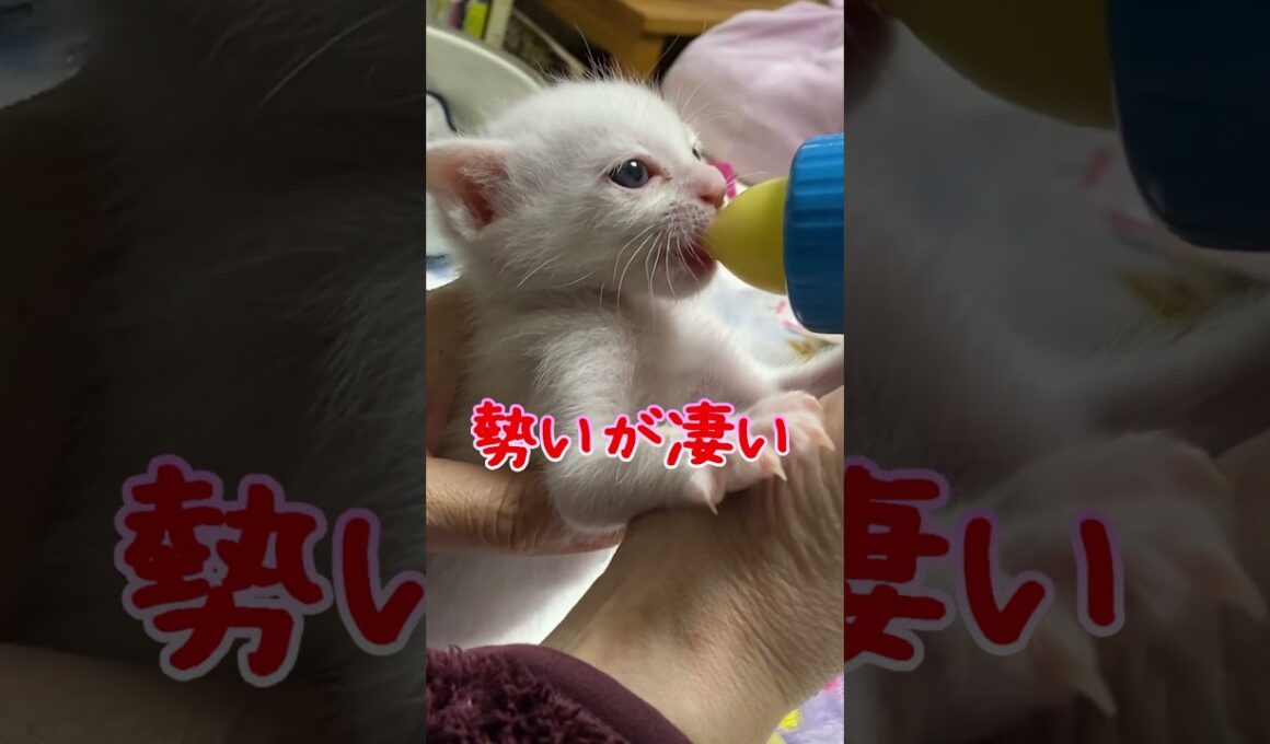 ミルクを飲む勢いが凄すぎる子猫 #保護猫 #捨て猫