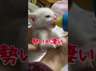 ミルクを飲む勢いが凄すぎる子猫 #保護猫 #捨て猫