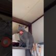 蜘蛛とつむやま〜【シャルトリューつむやまのこれが狩りだ！日記】 #猫 #cat #ねこ #シャルトリュー #chartreux #ねこぱんち #ネコパンチ #猫のいる暮らし #猫のいる生活 #猫動画