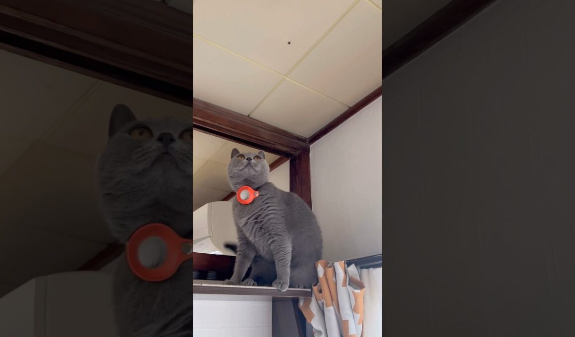 蜘蛛とつむやま〜【シャルトリューつむやまのこれが狩りだ！日記】 #猫 #cat #ねこ #シャルトリュー #chartreux #ねこぱんち #ネコパンチ #猫のいる暮らし #猫のいる生活 #猫動画