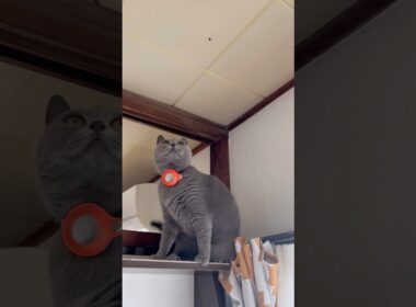 蜘蛛とつむやま〜【シャルトリューつむやまのこれが狩りだ！日記】 #猫 #cat #ねこ #シャルトリュー #chartreux #ねこぱんち #ネコパンチ #猫のいる暮らし #猫のいる生活 #猫動画