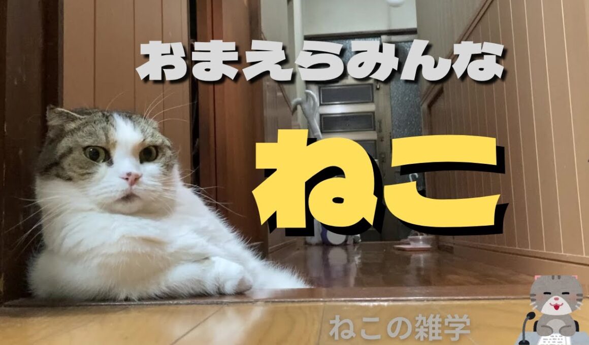 【猫の雑学】　にんげんなんて　おおきなネコ🐱