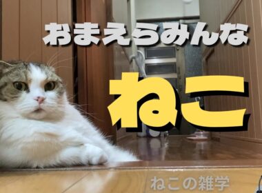 【猫の雑学】　にんげんなんて　おおきなネコ🐱