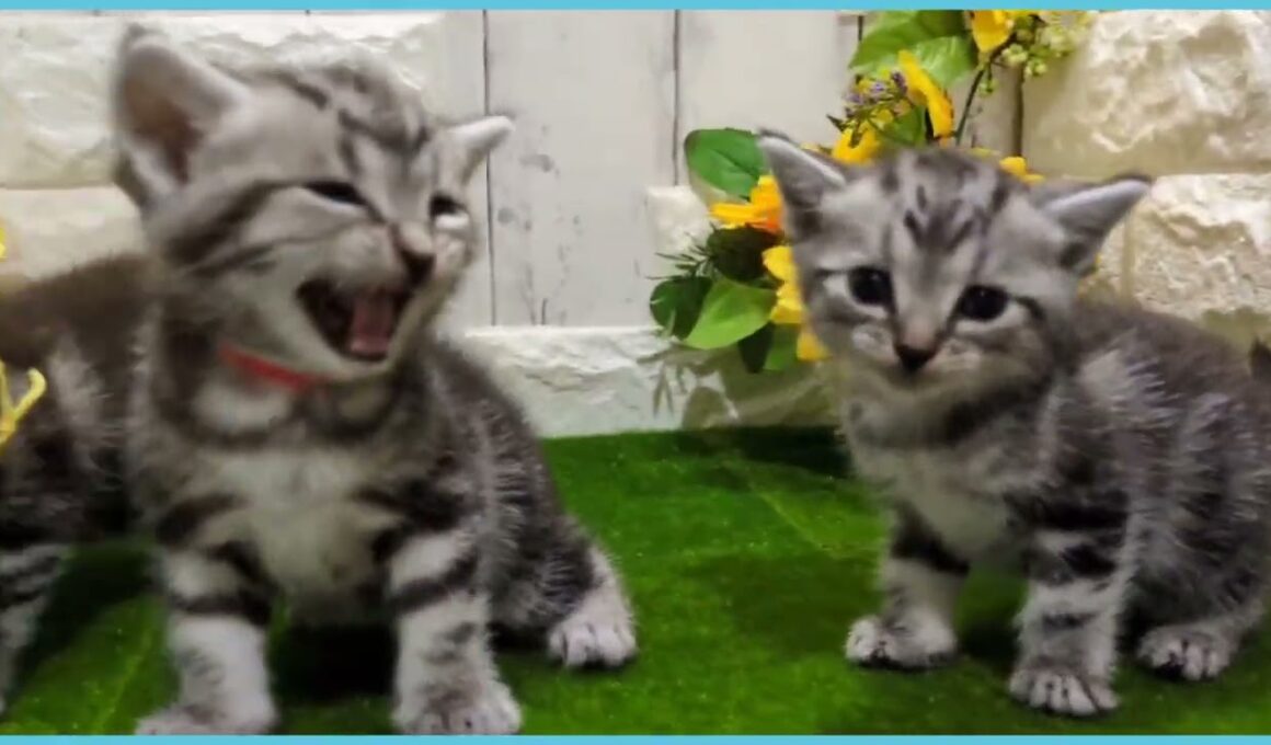 Coo&RIKU　No.00732935 アメリカンショートヘアー