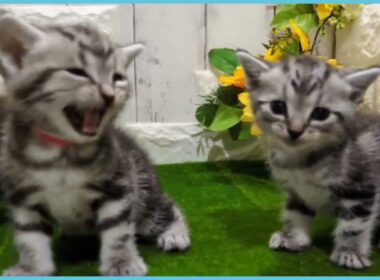 Coo&RIKU　No.00732935 アメリカンショートヘアー