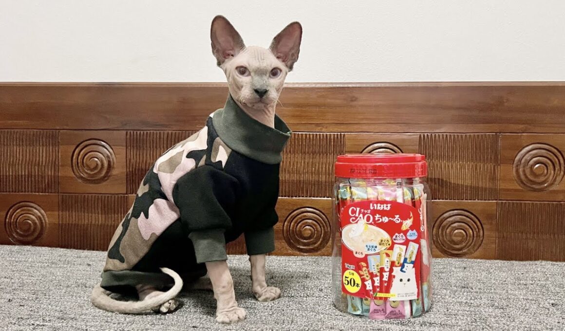 【お祝い】スルタン猫アップデート バージョン0.5【スフィンクス猫】