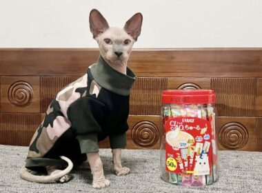 【お祝い】スルタン猫アップデート バージョン0.5【スフィンクス猫】