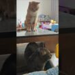 Even The Other Cats Don’t Trust an Orange Cat