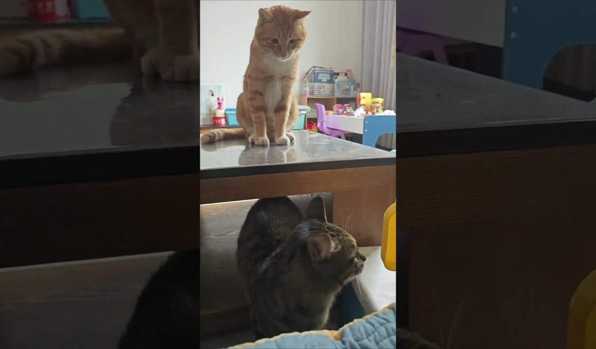 Even The Other Cats Don’t Trust an Orange Cat