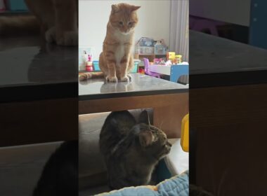 Even The Other Cats Don’t Trust an Orange Cat