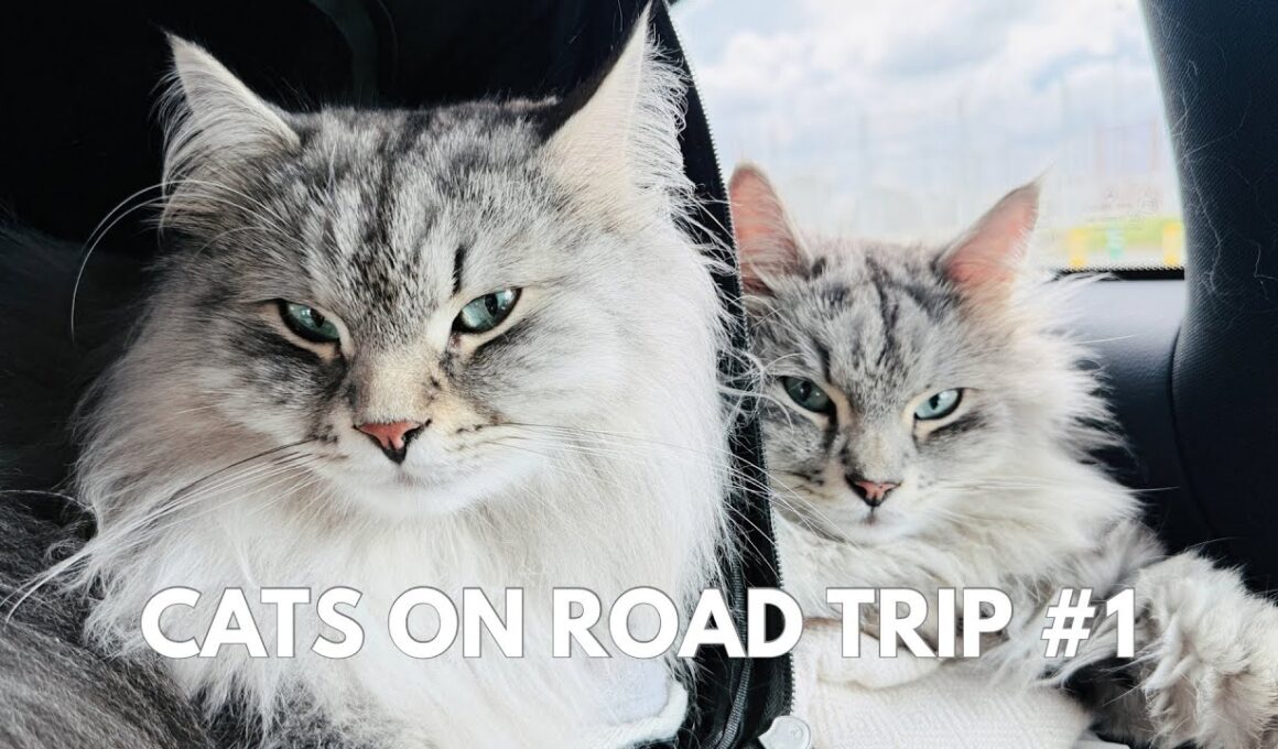 Our cats travel with us on a peaceful road trip - Part 1