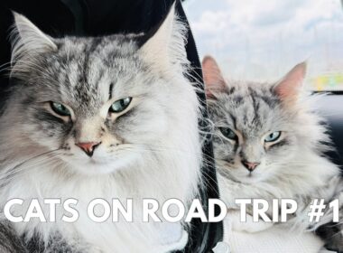 Our cats travel with us on a peaceful road trip - Part 1
