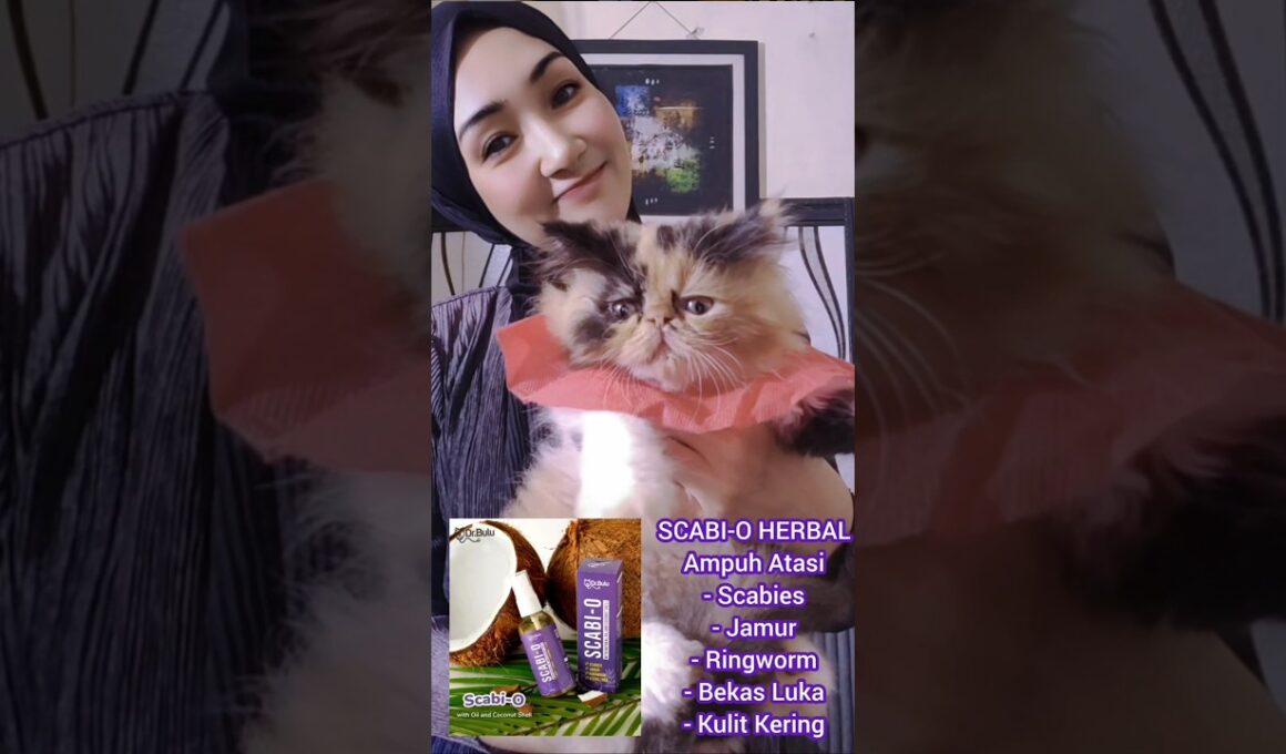 Serum obatin Scabies,Jamur,Ringworm Anabul SCABI,-O #obatjamurkucing