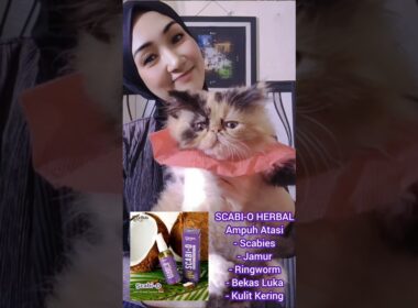Serum obatin Scabies,Jamur,Ringworm Anabul SCABI,-O #obatjamurkucing