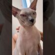 ママの膝の上でご機嫌な猫スルタン【スフィンクス】