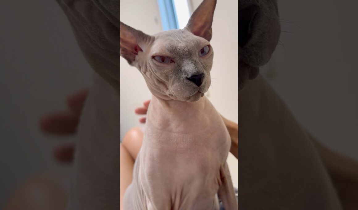 ママの膝の上でご機嫌な猫スルタン【スフィンクス】