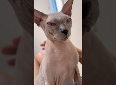 ママの膝の上でご機嫌な猫スルタン【スフィンクス】