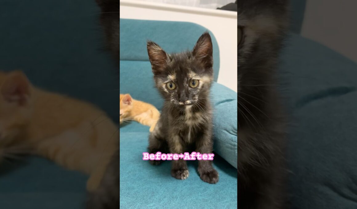 Before→After #shorts #cat #サビ猫　#ねこ　#猫