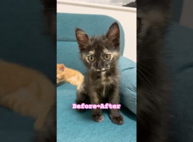 Before→After #shorts #cat #サビ猫　#ねこ　#猫