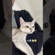 【可愛い子猫】抱っこ大好きなシンガプーラの子猫#shorts #猫のいる暮らし #好きな子猫