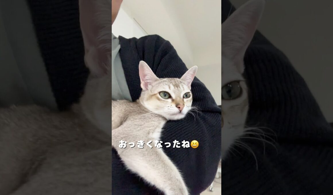 【可愛い子猫】抱っこ大好きなシンガプーラの子猫#shorts #猫のいる暮らし #好きな子猫