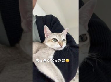 【可愛い子猫】抱っこ大好きなシンガプーラの子猫#shorts #猫のいる暮らし #好きな子猫