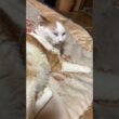子ネコ２匹。シャムの雫、黒猫の黒夢。ハートマークに見える体勢から、ちょっぴり、じゃれあい