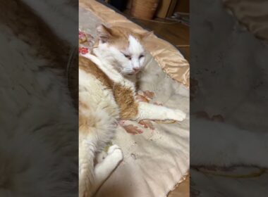 子ネコ２匹。シャムの雫、黒猫の黒夢。ハートマークに見える体勢から、ちょっぴり、じゃれあい