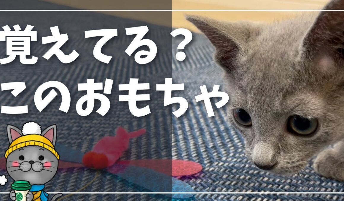 子猫の頃から大好きなおもちゃで遊ぶ姿とオヤツ完食【ロシアンブルー】