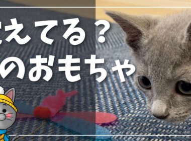 子猫の頃から大好きなおもちゃで遊ぶ姿とオヤツ完食【ロシアンブルー】