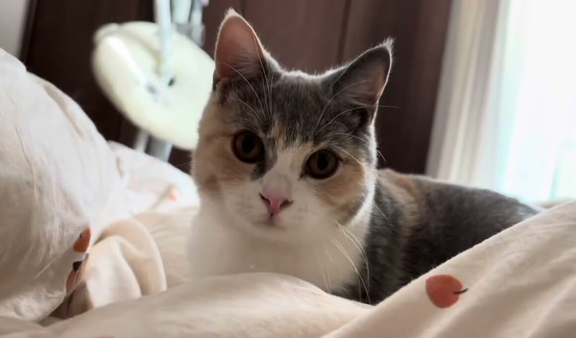 朝になると寂しくて起こしに来る子猫(長足マンチカン)