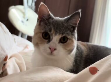 朝になると寂しくて起こしに来る子猫(長足マンチカン)