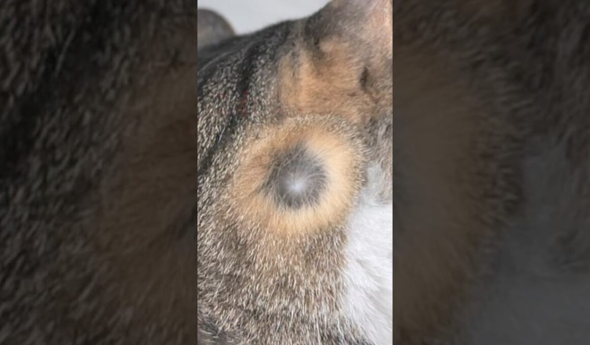 5年間まったく気づかなかった「猫の新事実」