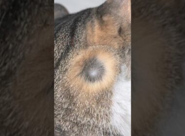 5年間まったく気づかなかった「猫の新事実」